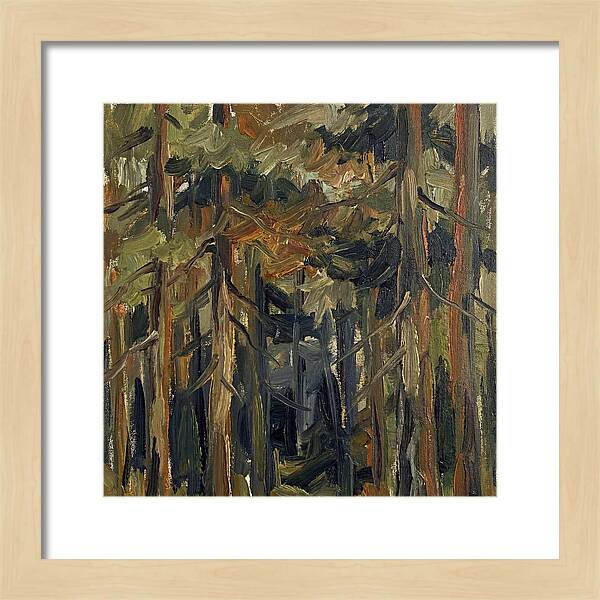 Secrets Beneath The Canopy
