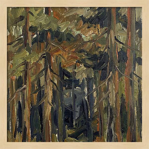 Secrets Beneath The Canopy