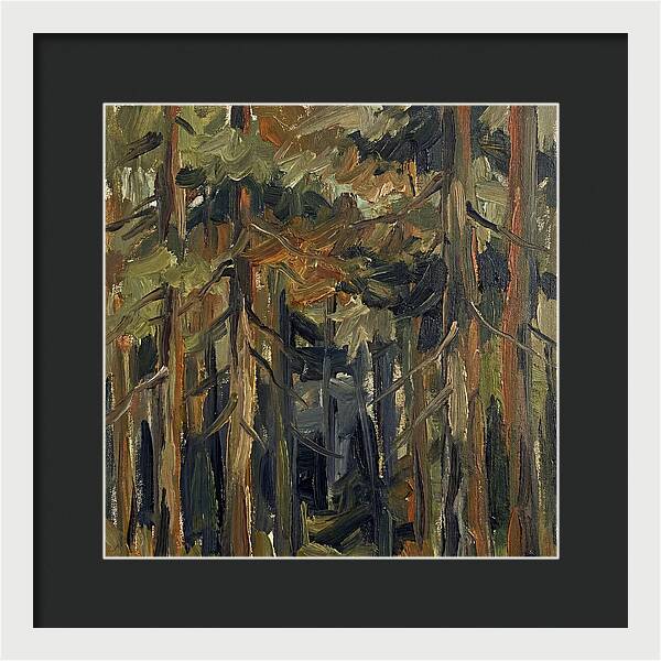 Secrets Beneath The Canopy