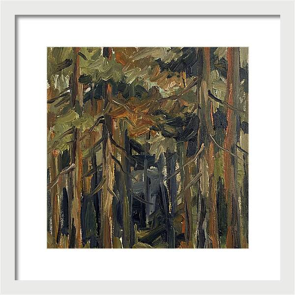 Secrets Beneath The Canopy
