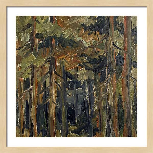 Secrets Beneath The Canopy