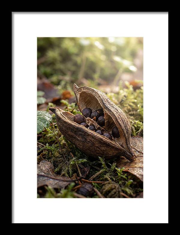 Seed Pod Split Open