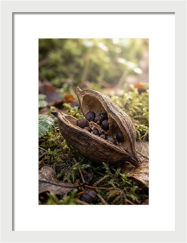 Seed Pod Split Open
