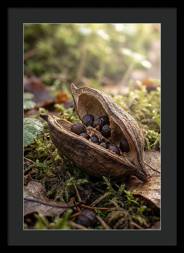Seed Pod Split Open