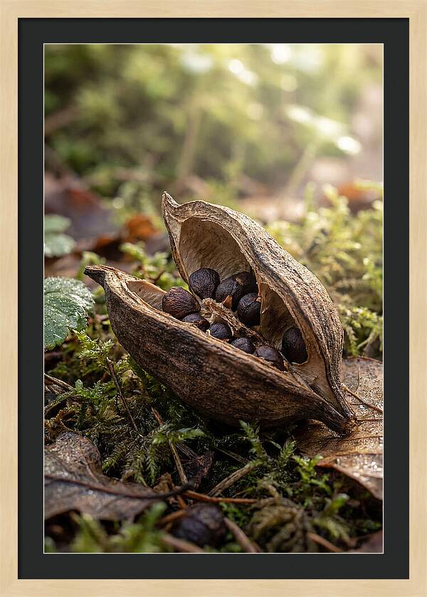 Seed Pod Split Open