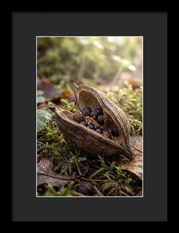 Seed Pod Split Open