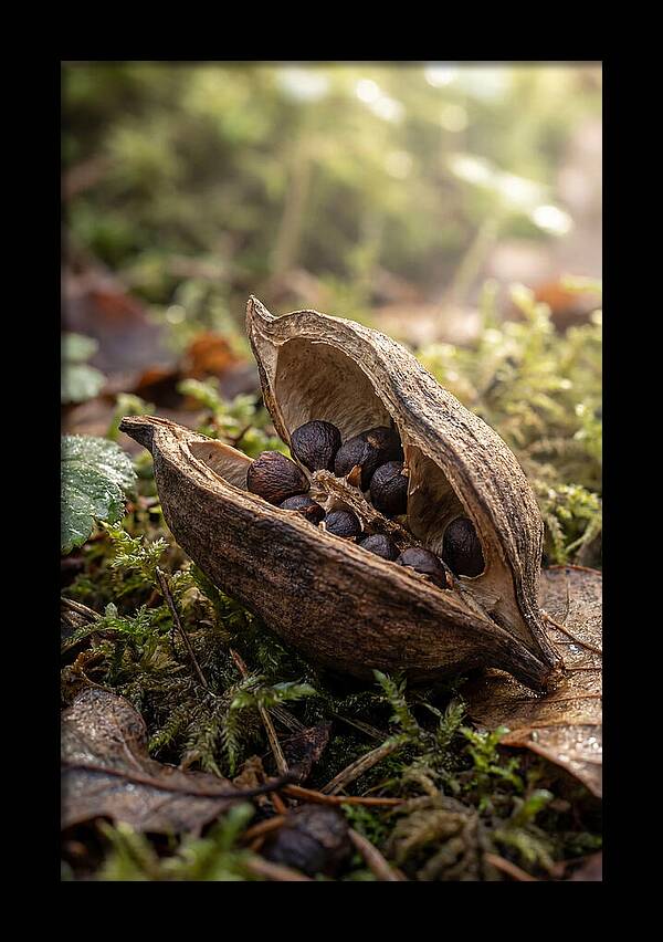 Seed Pod Split Open