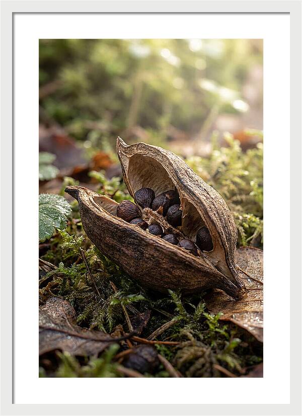 Seed Pod Split Open