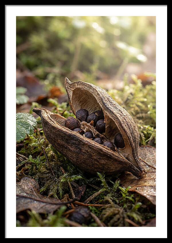 Seed Pod Split Open