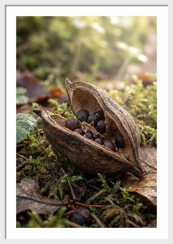 Seed Pod Split Open