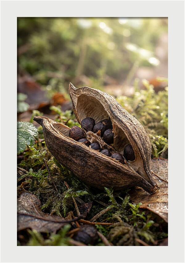 Seed Pod Split Open