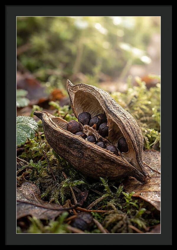 Seed Pod Split Open