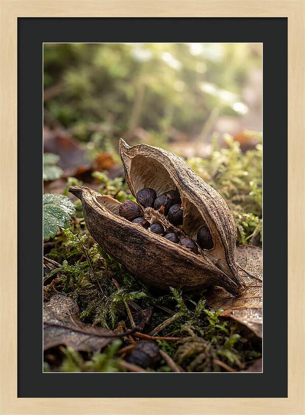 Seed Pod Split Open