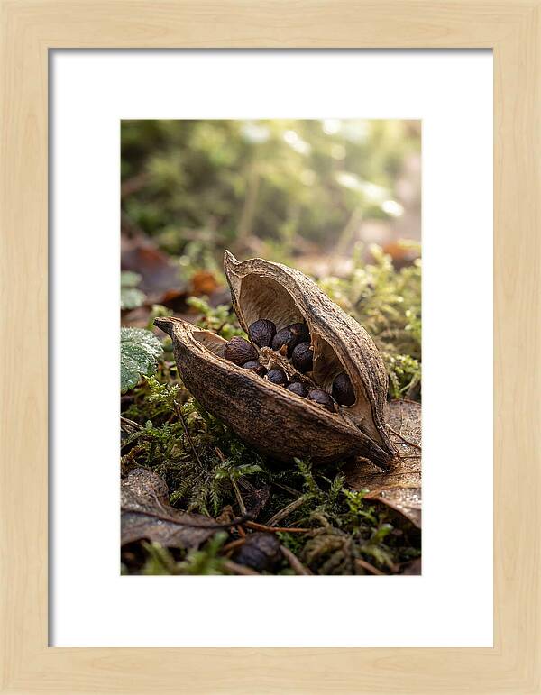 Seed Pod Split Open