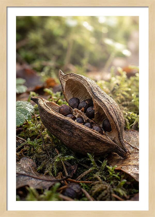 Seed Pod Split Open
