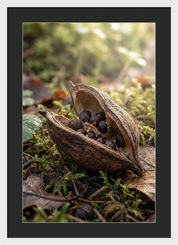 Seed Pod Split Open