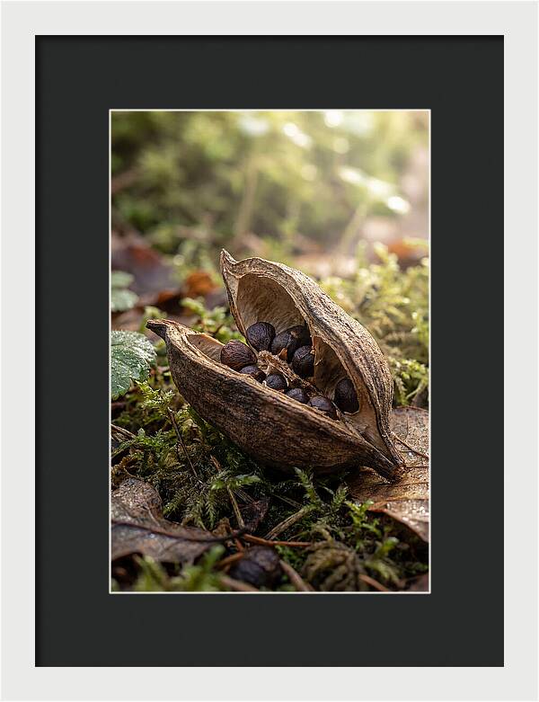 Seed Pod Split Open