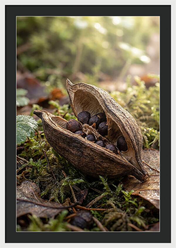 Seed Pod Split Open