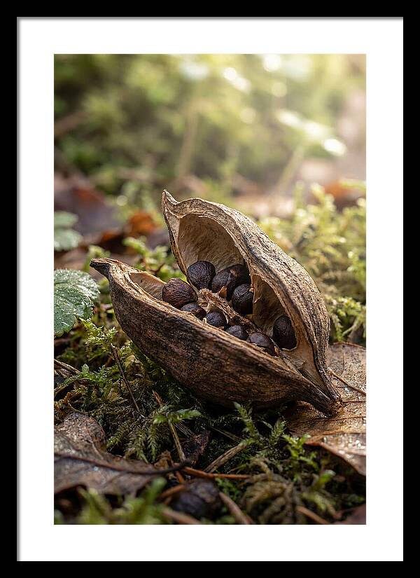 Seed Pod Split Open