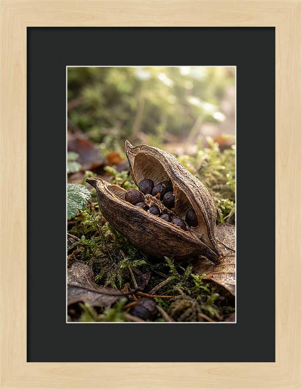 Seed Pod Split Open