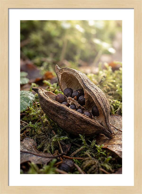 Seed Pod Split Open