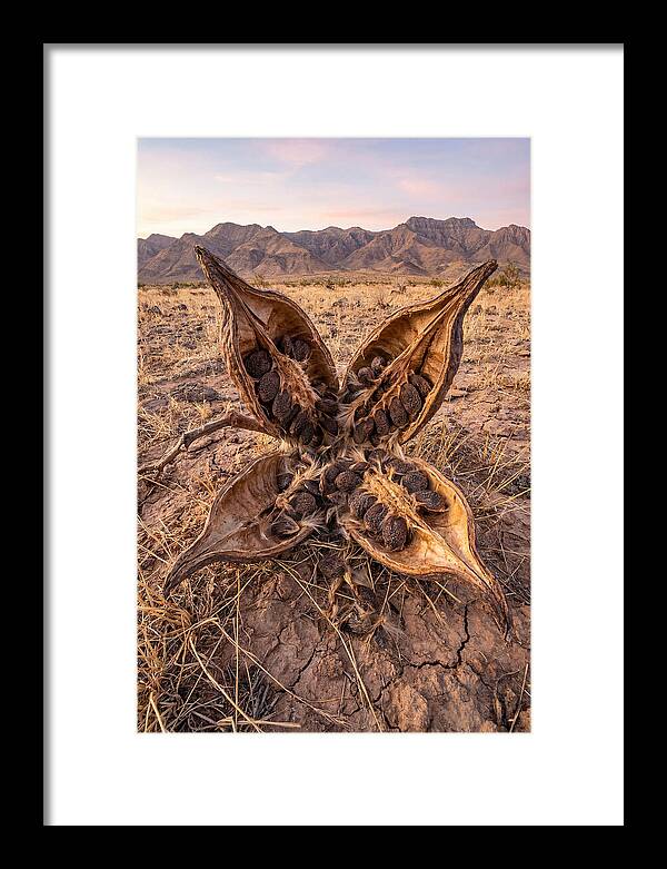 Seed Pod Split Open Wide