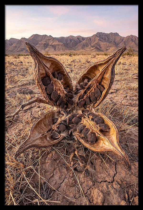 Seed Pod Split Open Wide