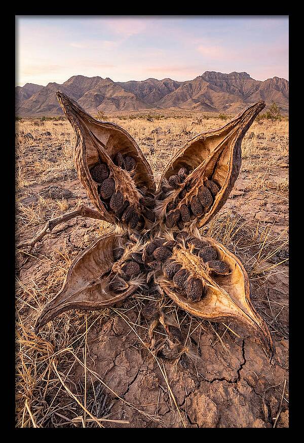 Seed Pod Split Open Wide