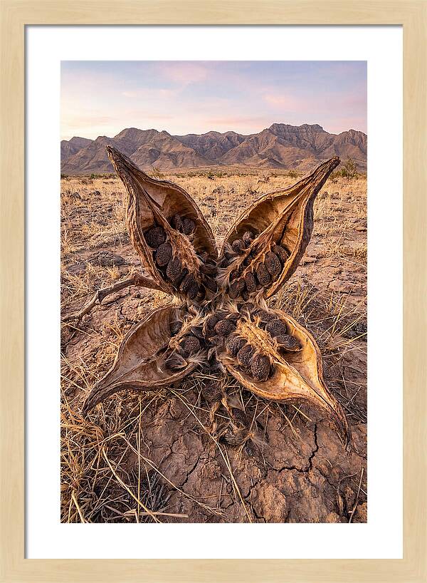 Seed Pod Split Open Wide