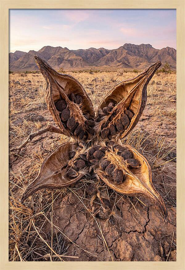 Seed Pod Split Open Wide