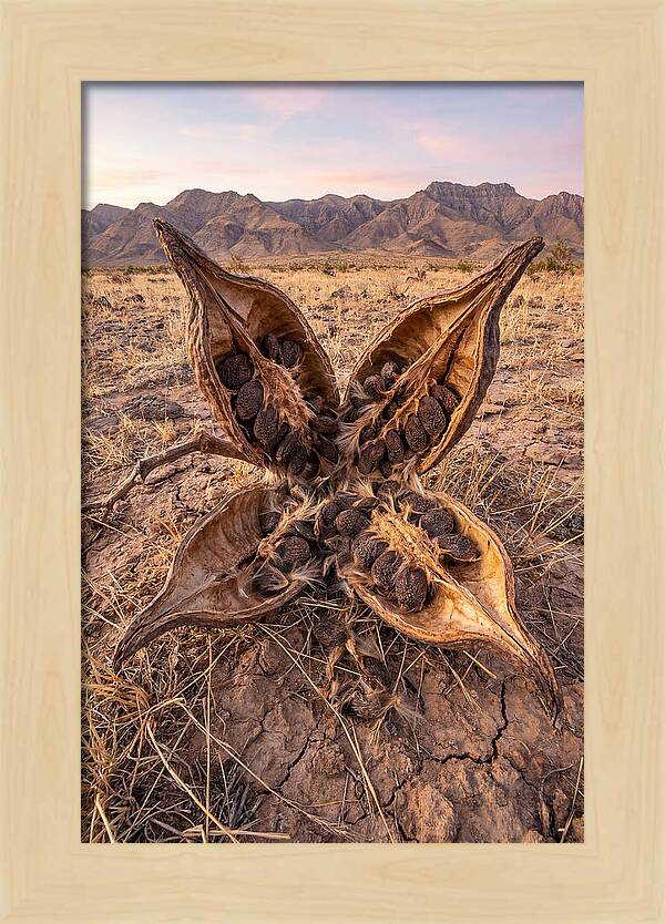 Seed Pod Split Open Wide
