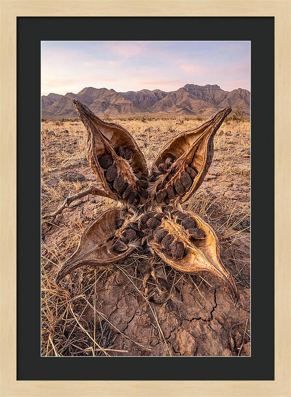 Seed Pod Split Open Wide
