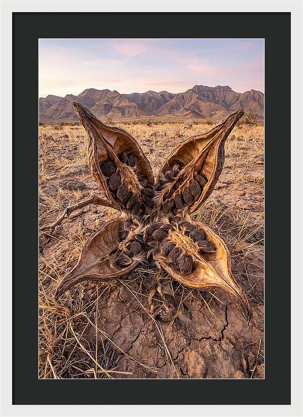 Seed Pod Split Open Wide