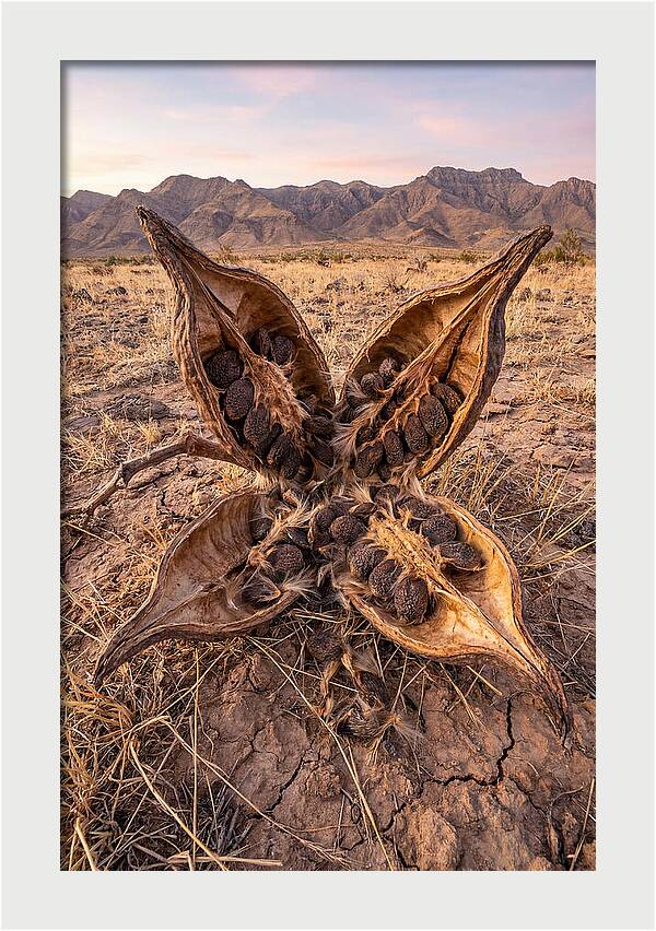 Seed Pod Split Open Wide