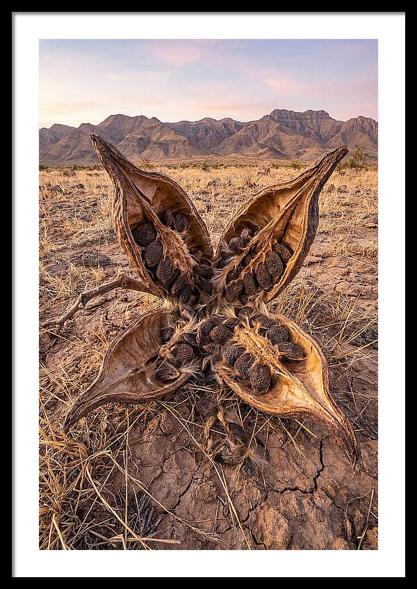 Seed Pod Split Open Wide