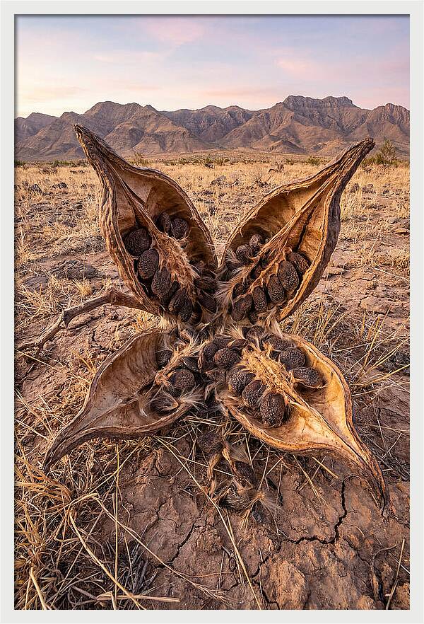 Seed Pod Split Open Wide