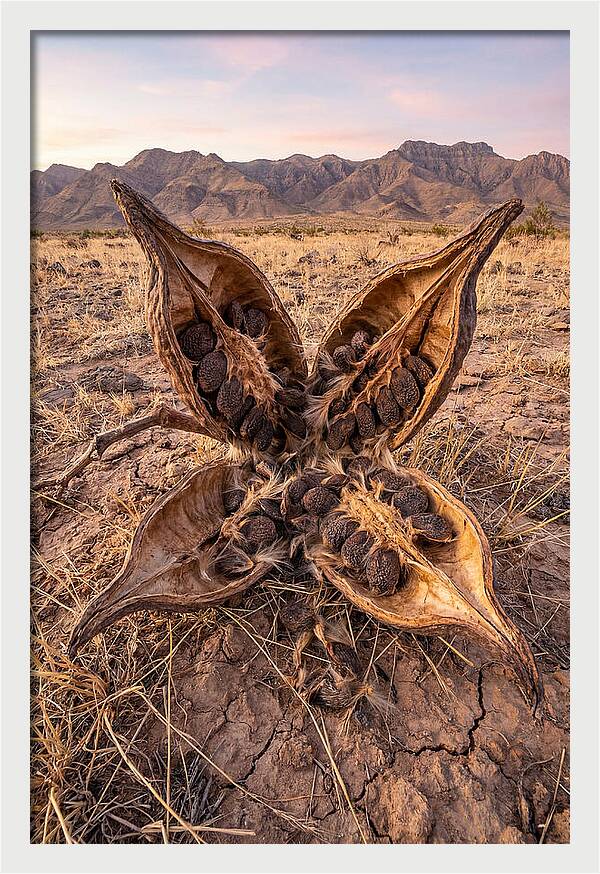 Seed Pod Split Open Wide