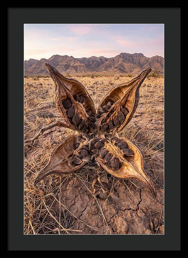 Seed Pod Split Open Wide