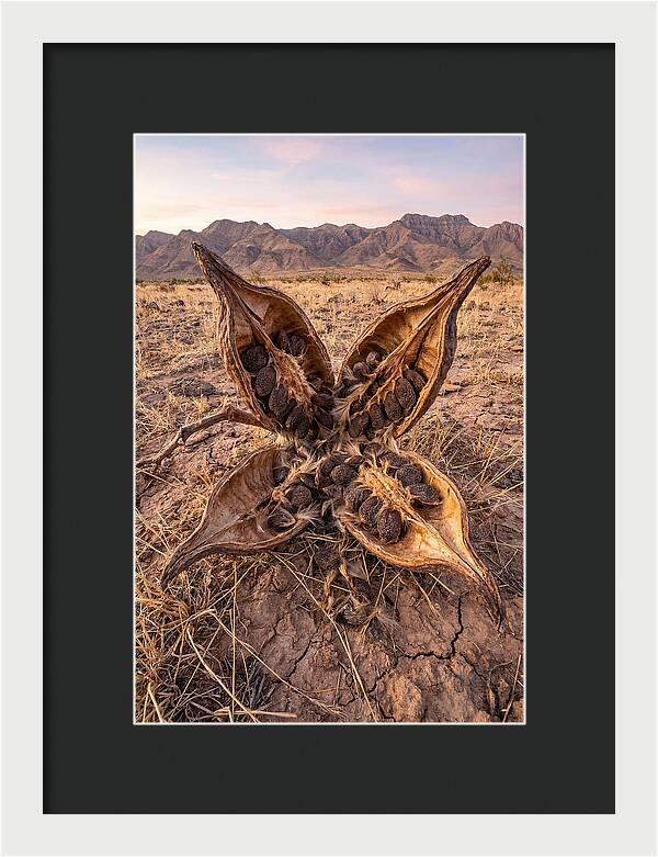 Seed Pod Split Open Wide