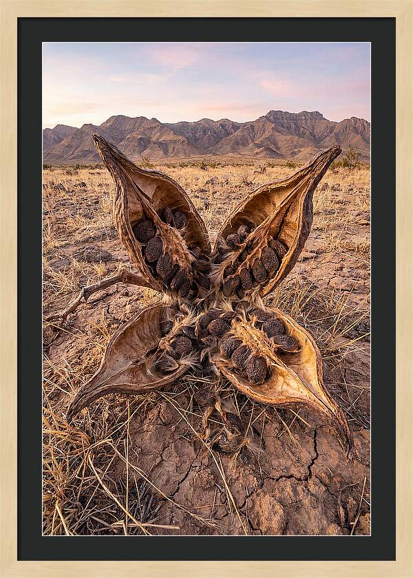 Seed Pod Split Open Wide