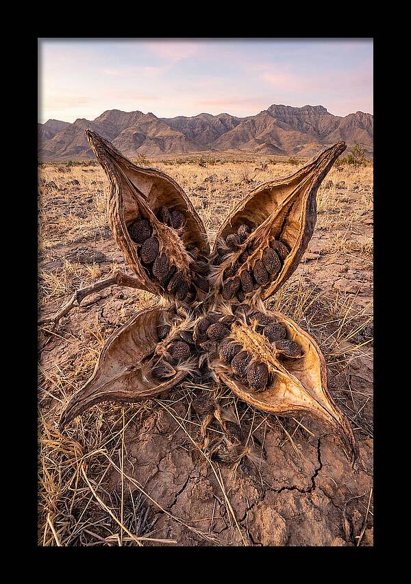 Seed Pod Split Open Wide