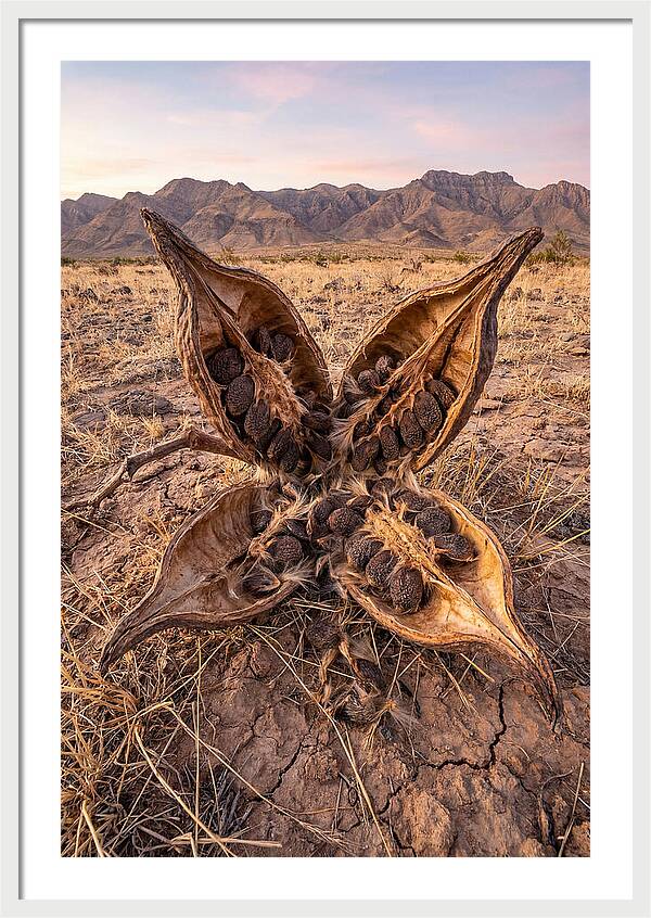 Seed Pod Split Open Wide