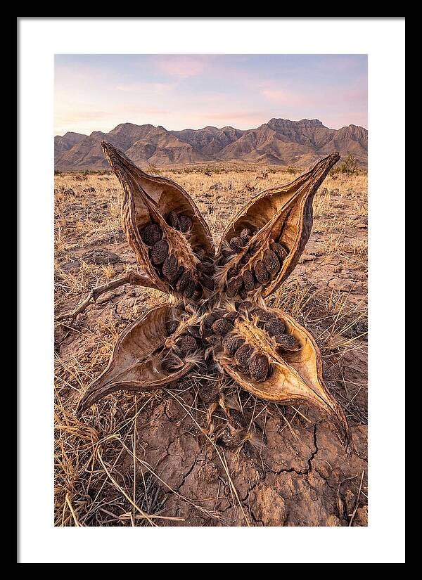 Seed Pod Split Open Wide