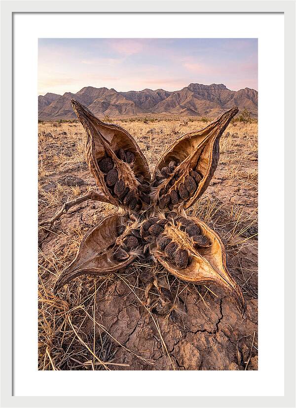 Seed Pod Split Open Wide