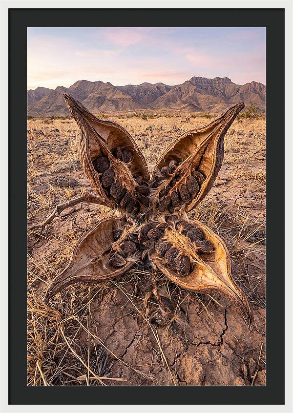 Seed Pod Split Open Wide