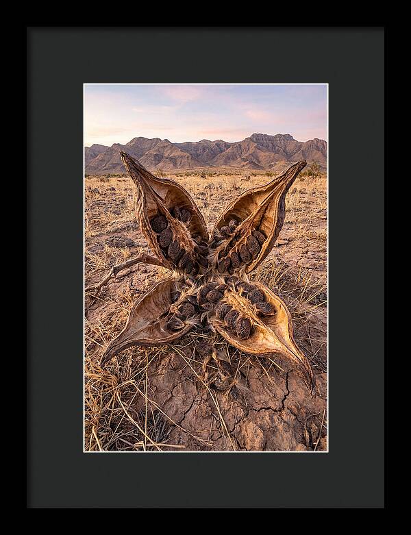 Seed Pod Split Open Wide