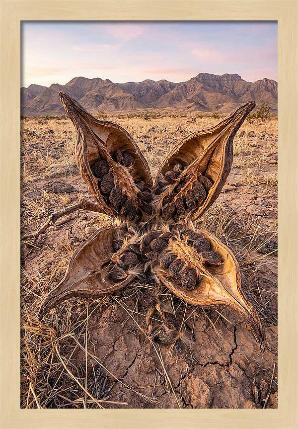 Seed Pod Split Open Wide