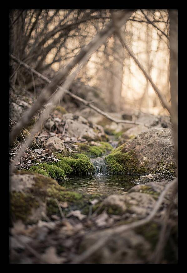 Seepage Spring Serenity
