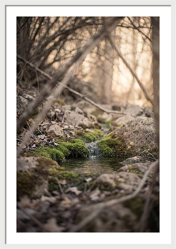 Seepage Spring Serenity