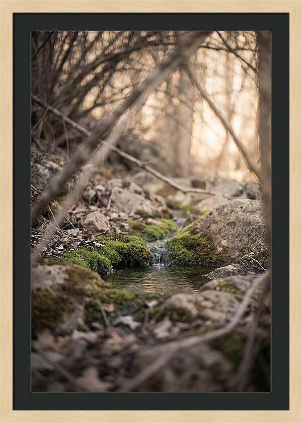 Seepage Spring Serenity